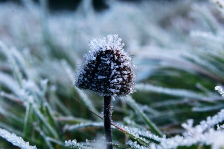 Frozen winter ice photo