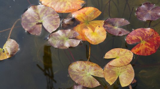 Nature nuphar summer