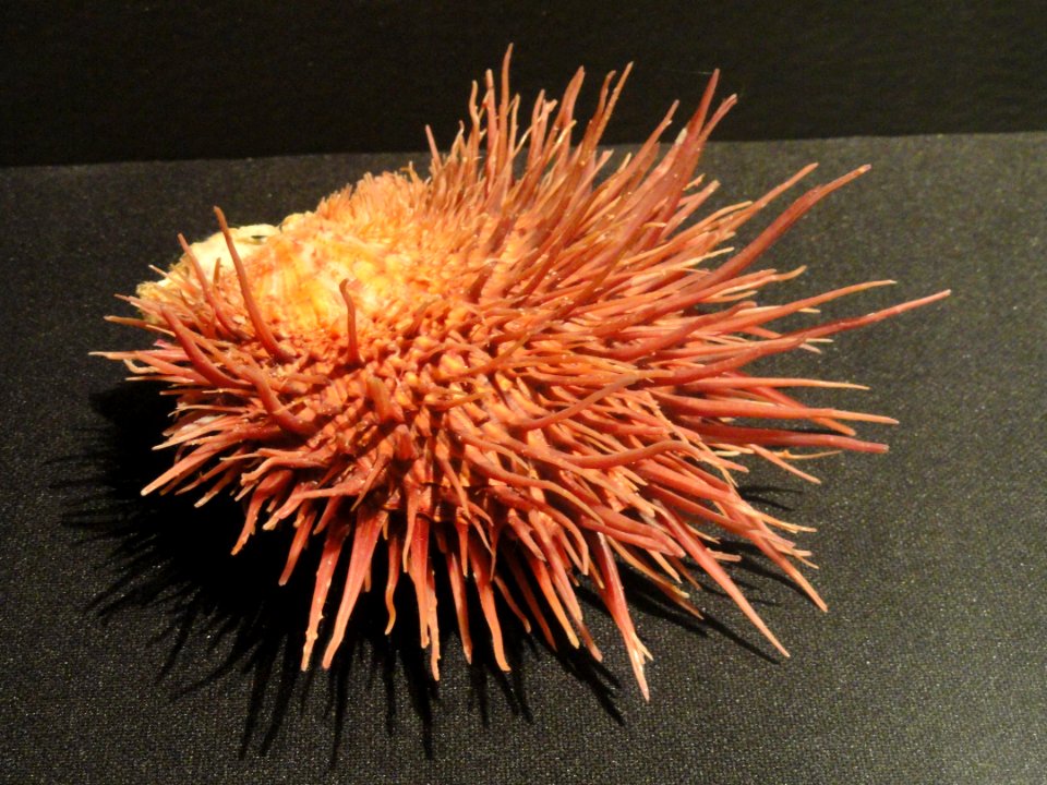 Spondylus multimuricatus - Houston Museum of Natural Science - DSC02050