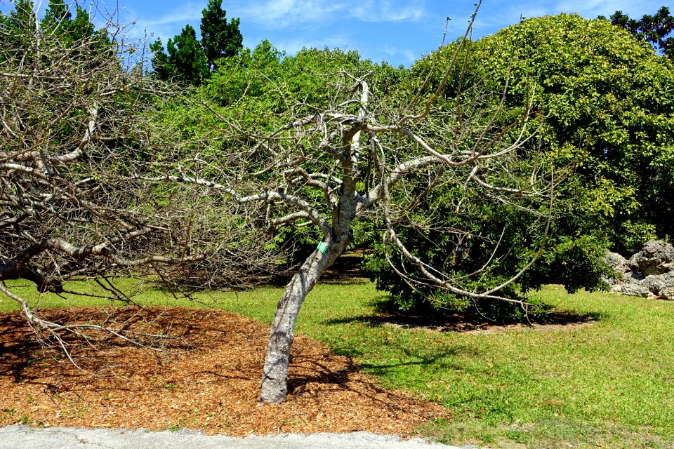 Spondias purpurea - Fruit and Spice Park - Homestead, Florida - DSC08925