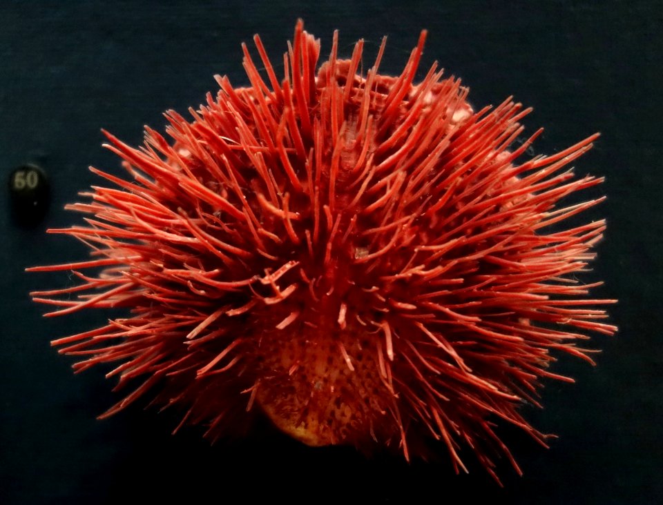 Spondylus linguafelis - Fernbank Museum of Natural History - DSC00261