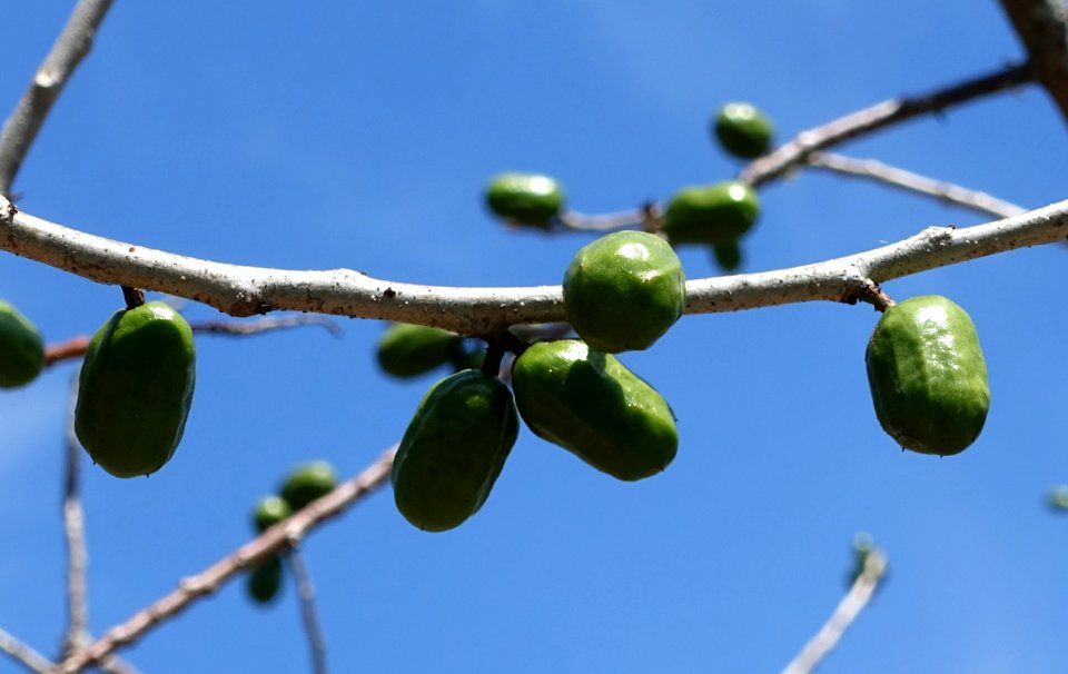 Spondias purpurea - Fruit and Spice Park - Homestead, Florida - DSC08930