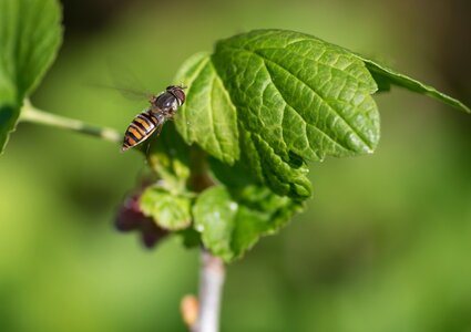 Hoverfly pollinator insect