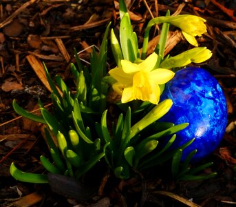 Easter yellow easter egg