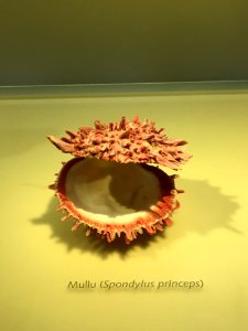 Spondylus princeps name