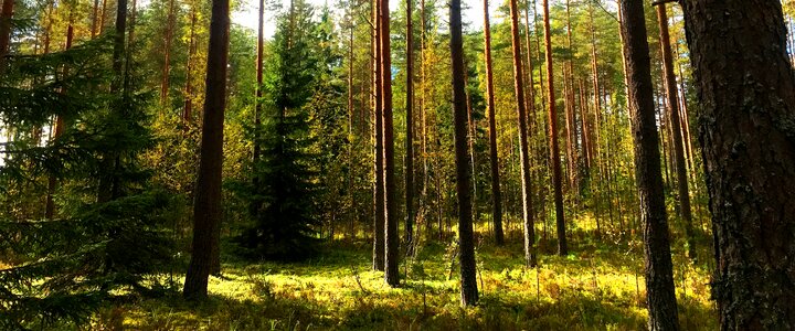Finland forest nature photo