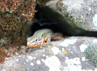 Lizard masonry nature
