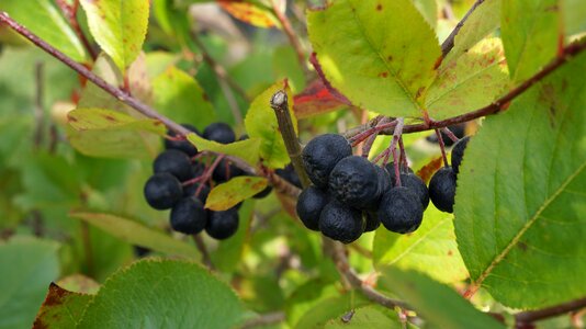 Food natural health vitamins