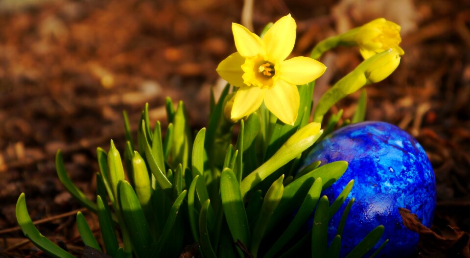 Yellow tete a tete easter egg