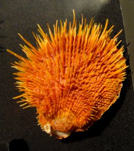 Spondylus lingueafelis (Sowerby) - Houston Museum of Natural Science - DSC02052