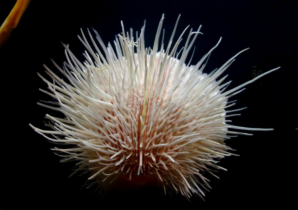 Spondylus linguafelis - Fernbank Museum of Natural History - DSC00259