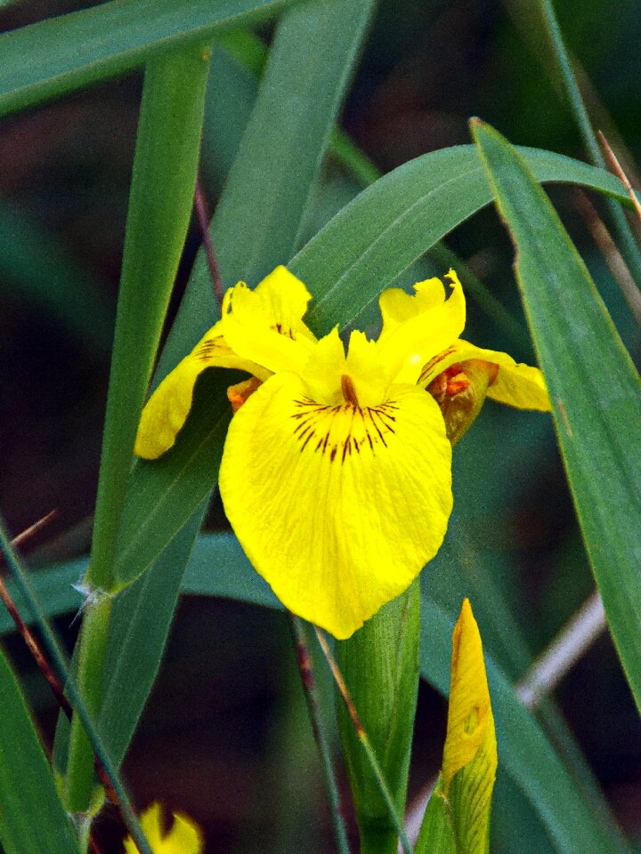 Iridacea yellow flower marsh
