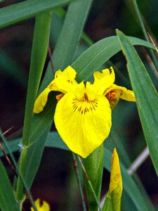 Iridacea yellow flower marsh photo