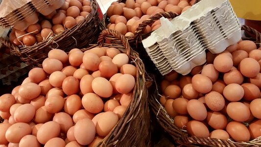 Holland egg carton protein