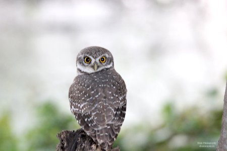 Spotted Owlet Turned It S Head 180 Degrees (185050119)