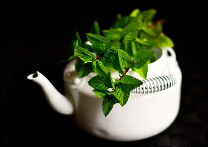 Mint tea herbs fragrant herb photo