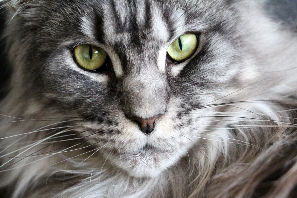 Cat face main coon mainecoon