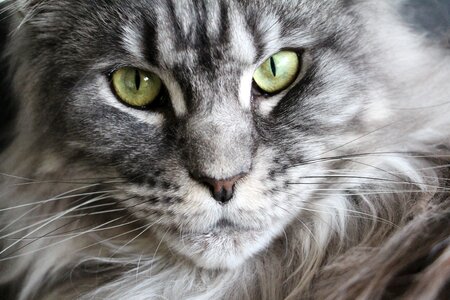 Cat face main coon mainecoon photo