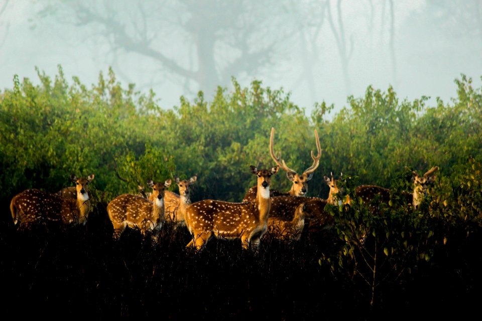 Spotted deers in nature