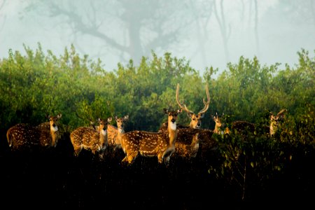 Spotted deers in nature