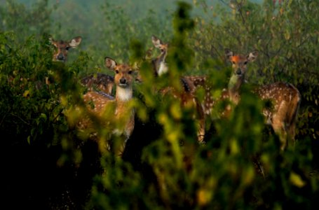 Spotted deer sin the bushes
