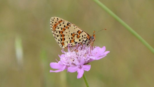 Spotted Fritillary