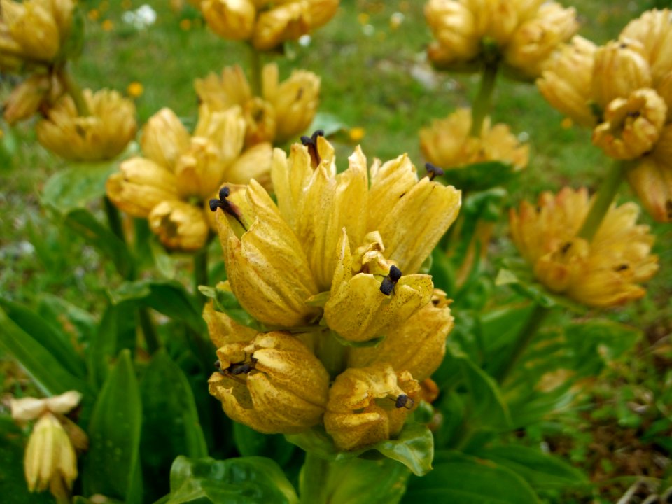 Spotted gentian near Mont Roup, Vanoise National Park