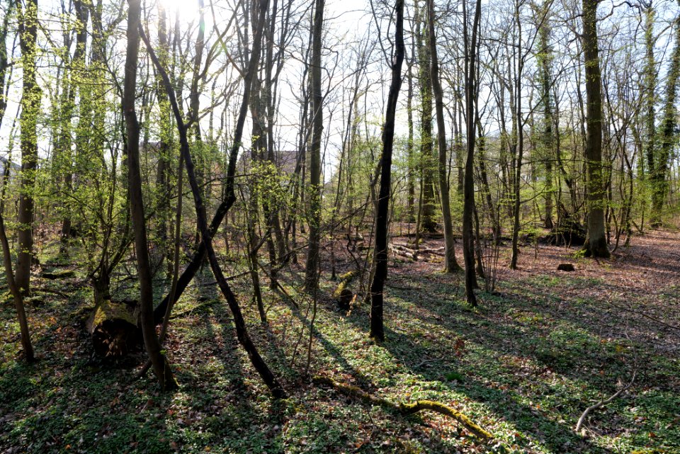 Spießwald Burgholzhausen 2021-04-02 14