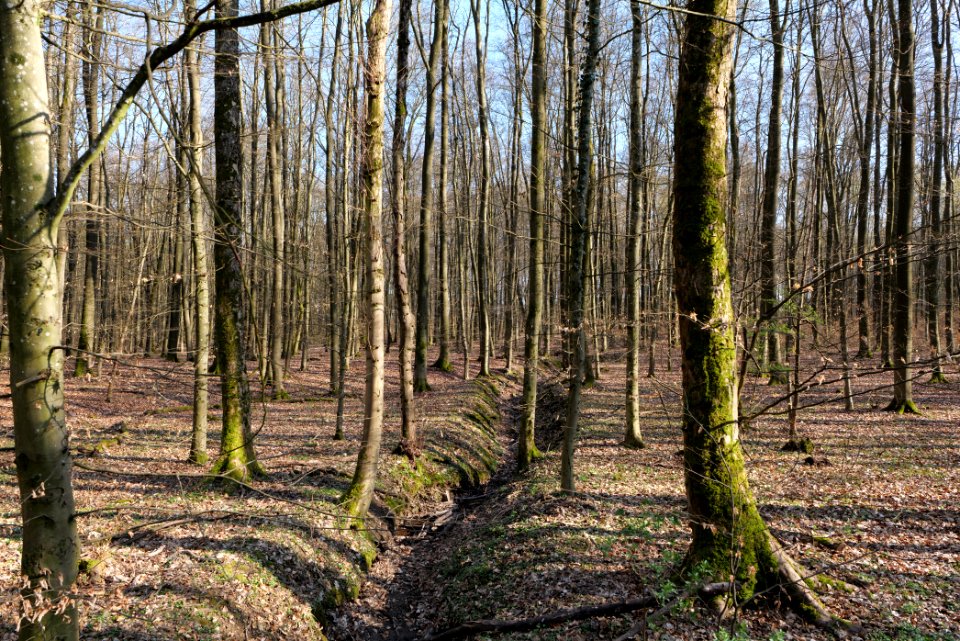 Spießwald Burgholzhausen 2021-04-02 11