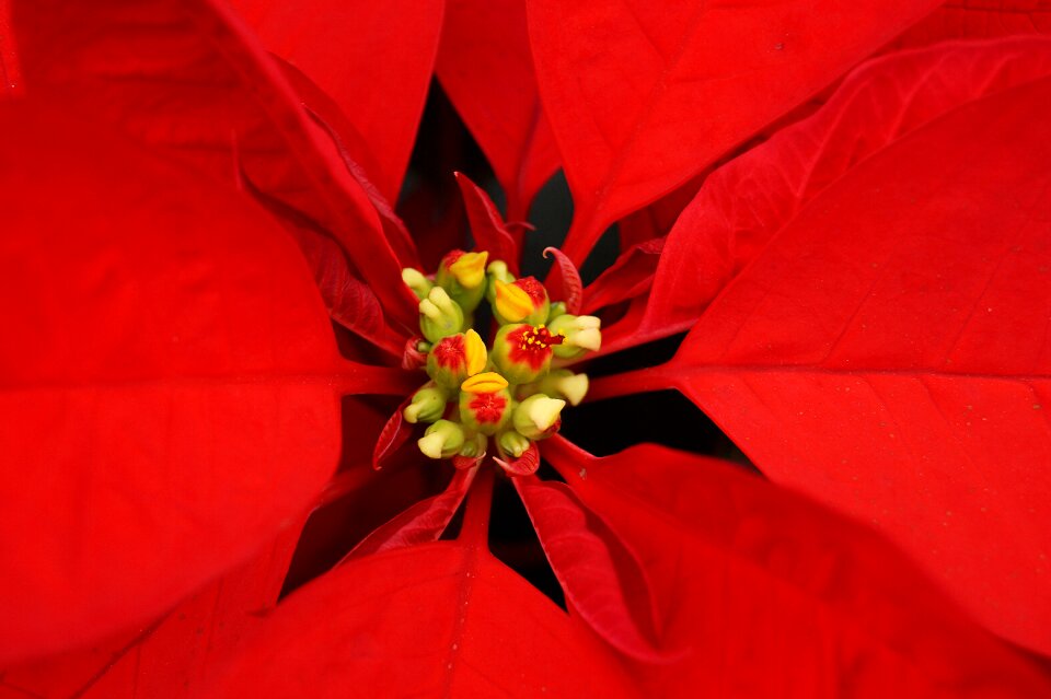 Flower christmas flower plant