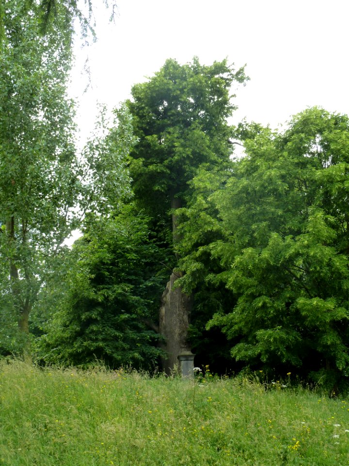 Sprimont-tilleul de Lillé (8)