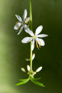 Spider plant flowers and plantlet 2