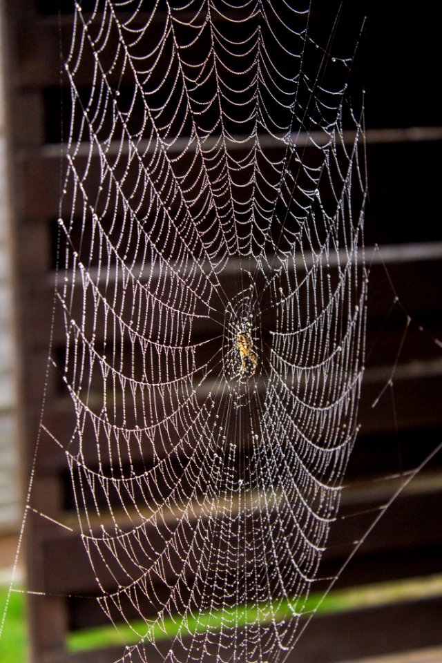 Spider Web (184191363)