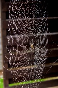 Spider Web (184191363) photo