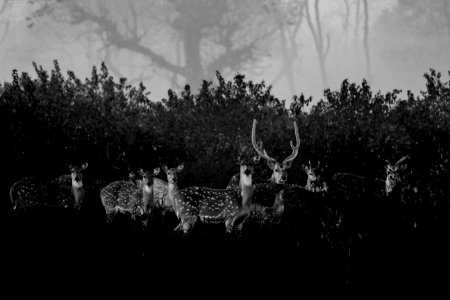 Spotted deer in black and white