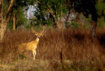 Spotted deer in front of me