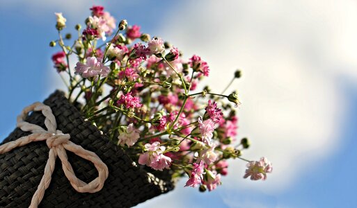 Ornamental plant white flowers pink flowers