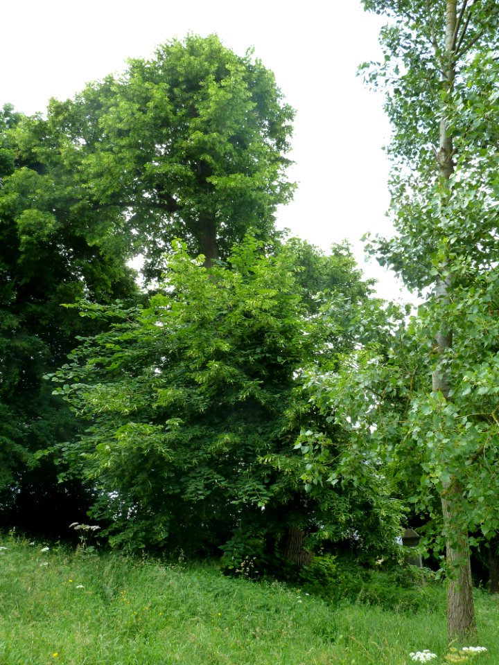 Sprimont-tilleul de Lillé (3)