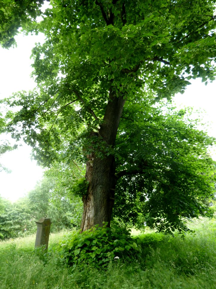 Sprimont-tilleul de Lillé (2)