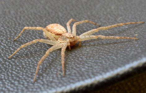 Spider On Chair June 2016 (164608165)
