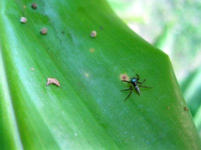 Spider near Sabalito Costa Rica