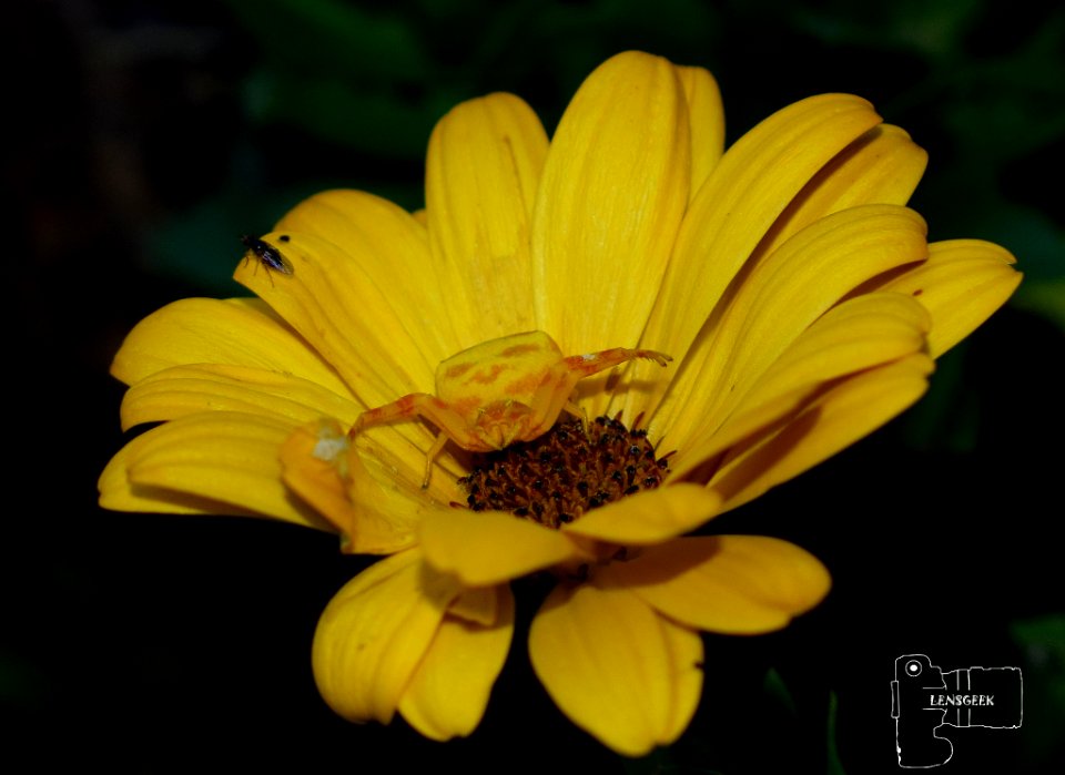 Spider On Flower (245318555)