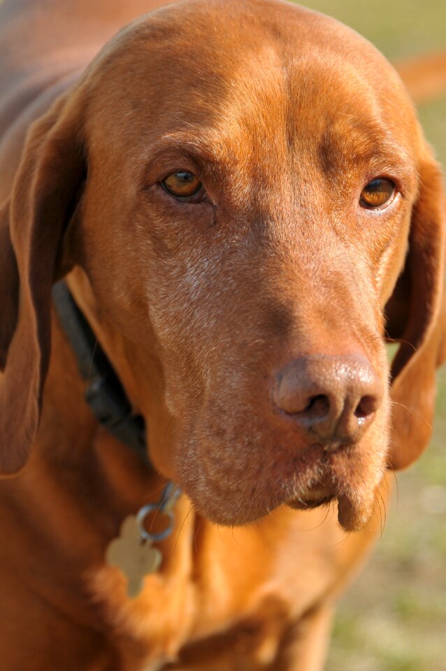 Dog pets hungarian hound