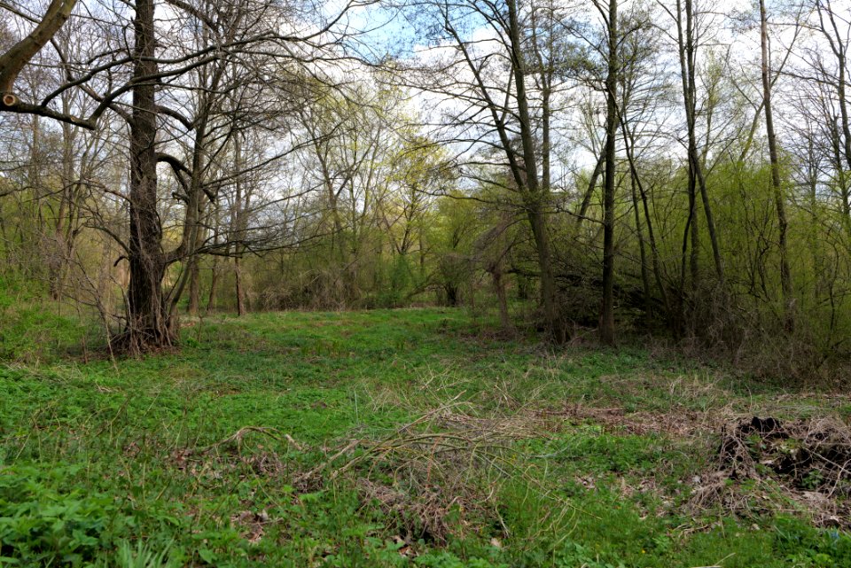 Spreeaue Cottbus-Nord at Käthe-Kollwitz-Ufer 2021-04-24 05