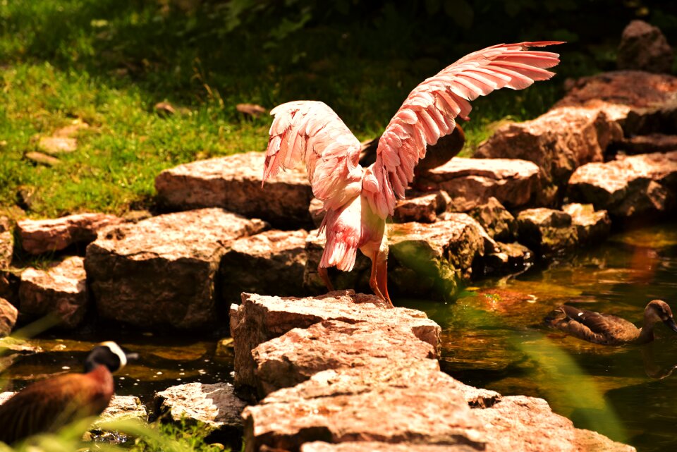 Animal feather color