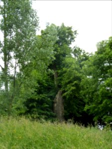 Sprimont-tilleul de Lillé (9)
