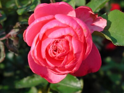 Bloom flowers pink rose