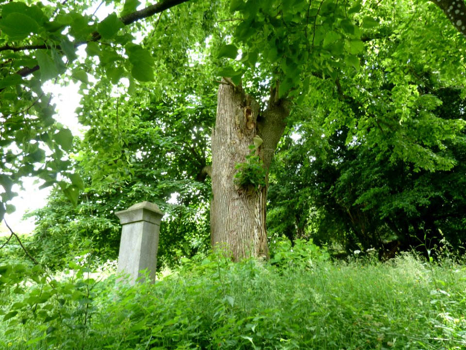 Sprimont-tilleul de Lillé (1)