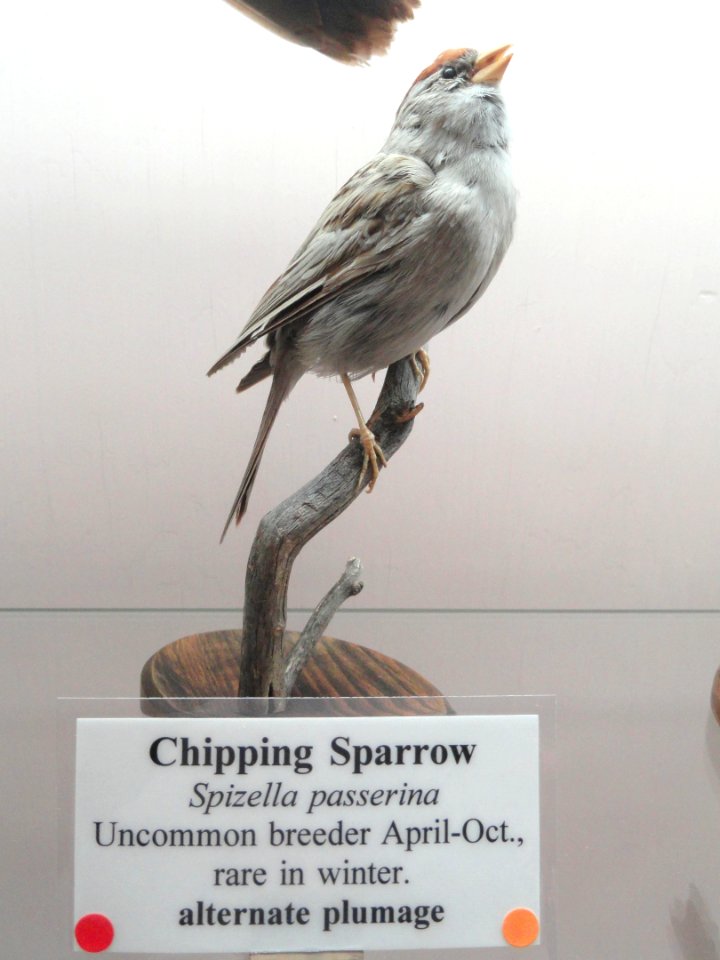 Spizella passerina - Pacific Grove Museum of Natural History - DSC06751