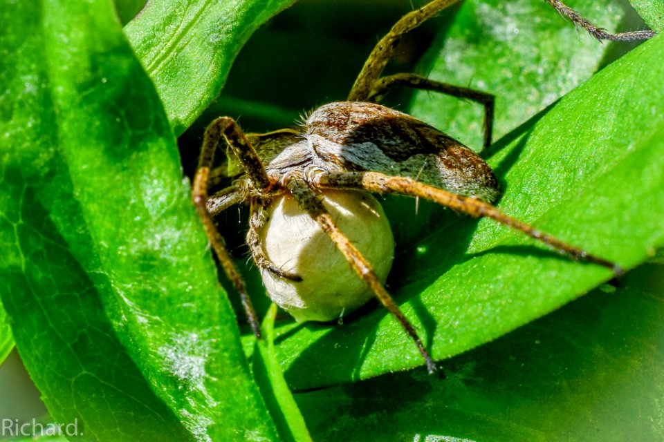 Spider With A Ball Of Young (167242645)